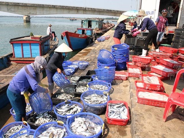 Tình hình tại Quảng Trị sau khi nguyên nhân cá chết được công bố