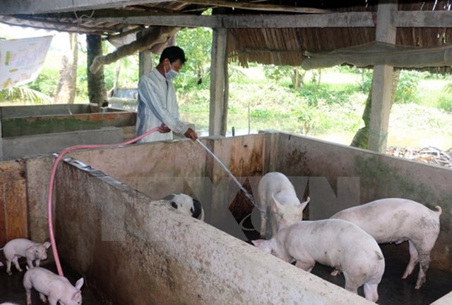 Giá thu mua lợn hơi tại một số tỉnh phía Nam tiếp tục giảm