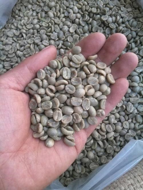 “Lên đời” cho cà phê Arabica