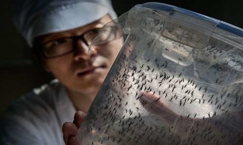 Bên trong nhà máy nuôi muỗi lớn nhất thế giới