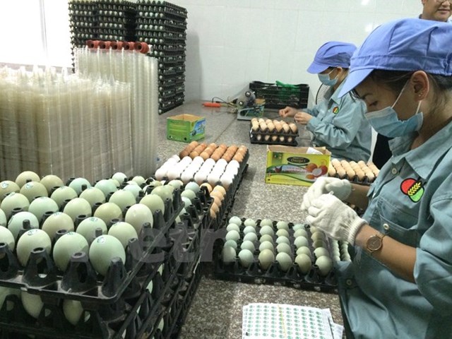 Người Việt Nam sử dụng trứng gà thấp hơn thế giới khoảng 3,5 lần