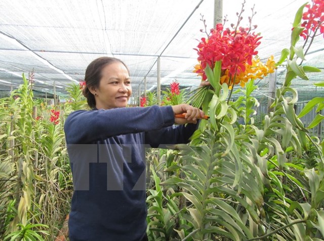 Trồng hoa lan Mokara cho thu nhập tới 50 triệu đồng mỗi tháng