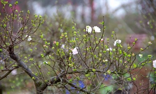 Thú chơi hoa ngày Tết: Bài 2 - Mai trắng, loài hoa đại diện cho mùa Xuân