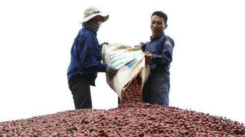 Brazil lần đầu tiên sẽ nhập cà phê Robusta của Việt Nam
