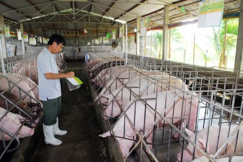 Năm 2018, Hòa Phát sẽ cung cấp lợn thịt và lợn giống cho thị trường