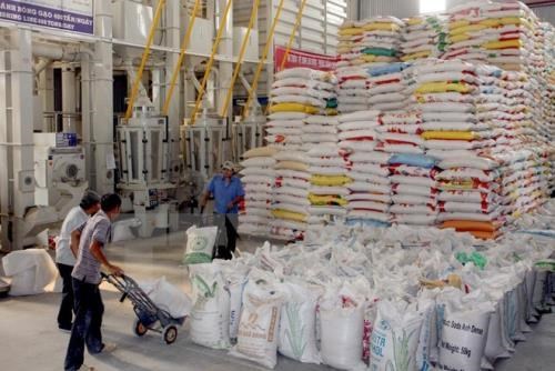 Lập trình hệ điều hành mới cho xuất khẩu gạo