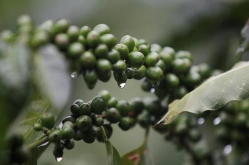 Nguy cơ giảm sản lượng cà phê thế giới