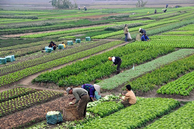 Nông nghiệp Việt trước nguy cơ lệ thuộc nguồn giống nhập khẩu