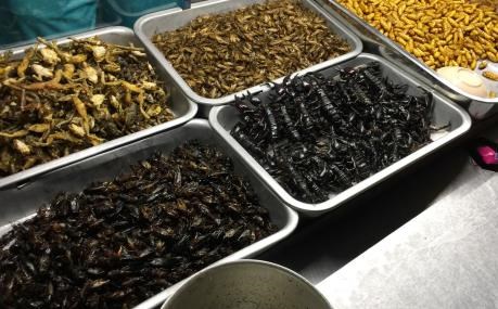 Bổ sung "thực phẩm côn trùng" vào danh mục các loại thực phẩm mới