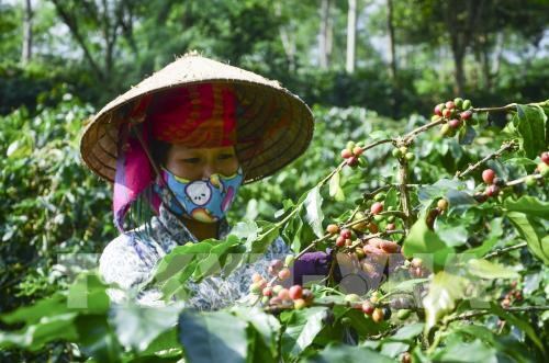 Sơn La công bố Chỉ dẫn địa lý cà phê và Ngày hội cà phê Mai Sơn
