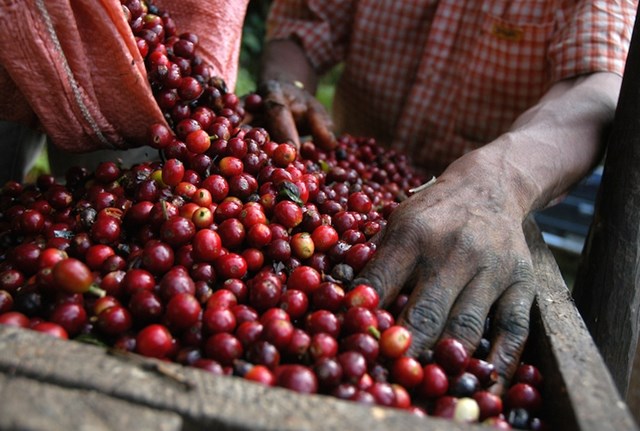 Giá cà phê, hồ tiêu giảm trong tháng 5 vì lo ngại nguồn cung