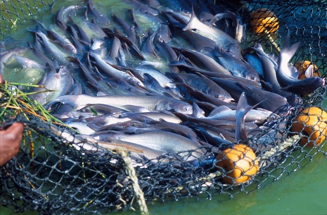 Cá rô phi 'thất thủ', Trung Quốc tập trung nuôi cá tra