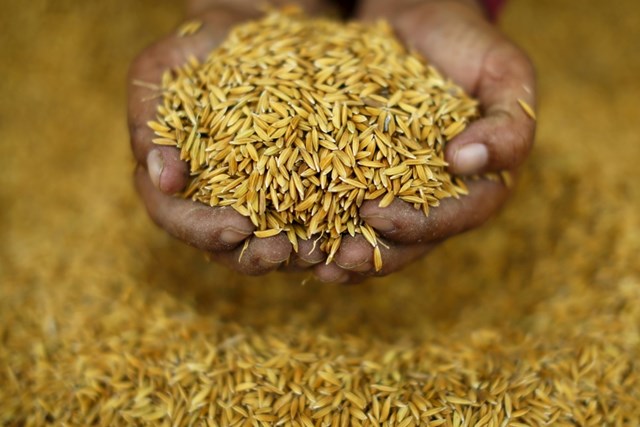 [Phần 1] Cuộc cách mạng lúa gạo nhằm chống biến đổi khí hậu đang diễn ra ở Châu Á