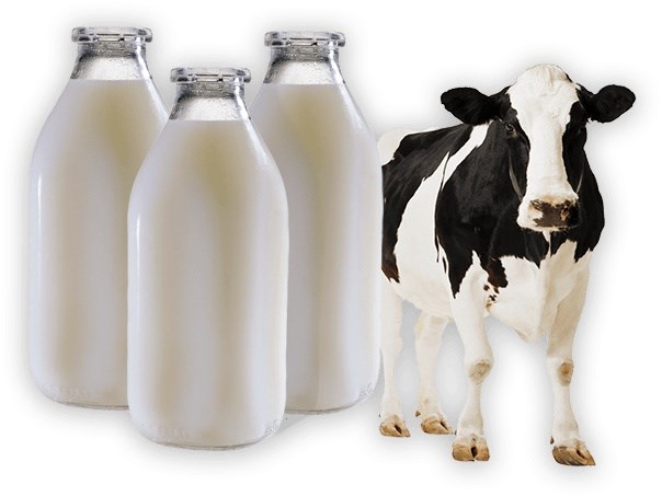 Indonesia đưa sữa tươi thành mặt hàng thực phẩm cơ bản