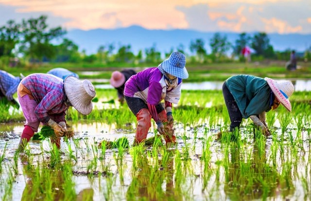 [Phần 2] 5 sáng kiến thay đổi ngành nông nghiệp Đông Nam Á