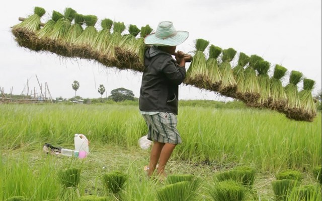 Cạnh tranh gia tăng đang gây ra cuộc chiến giá trên thị trường gạo châu Á 