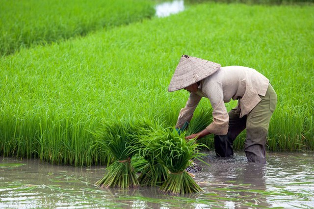 Gạo Việt 'đua' với gạo Thái, Ấn Độ, Campuchia thế nào?