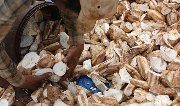 Thái Lan ban hành qui định mới đối với nhập khẩu sắn