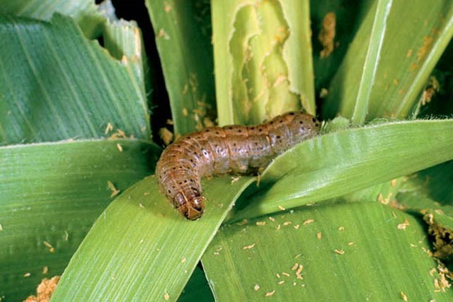 Dịch sâu ăn lá armyworm đe dọa an ninh lương thực của Trung Quốc
