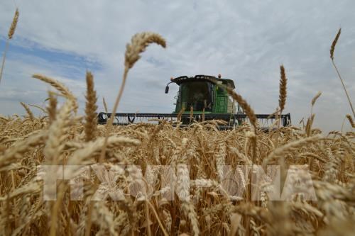 FAO: Giá lương thực thế giới tăng lần đầu tiên trong 5 tháng
