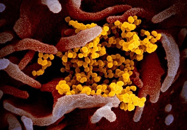 Hình ảnh mới nhất về chủng virus corona