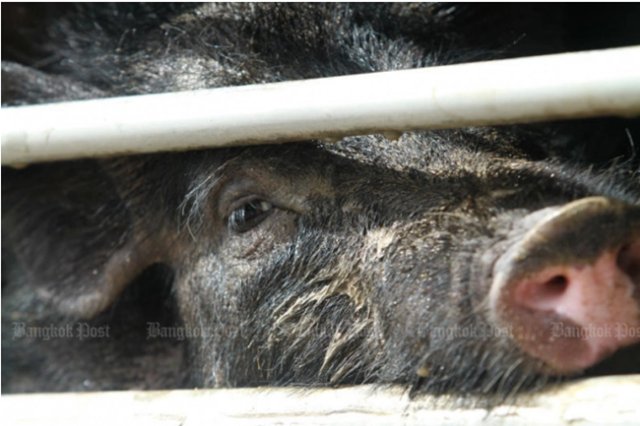 Campuchia cắt giảm mạnh nhập khẩu, không cho lợn quá cảnh vào Việt Nam