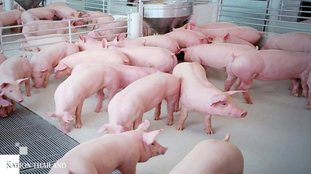 Giá thịt lợn Thái Lan cao nhất 10 năm