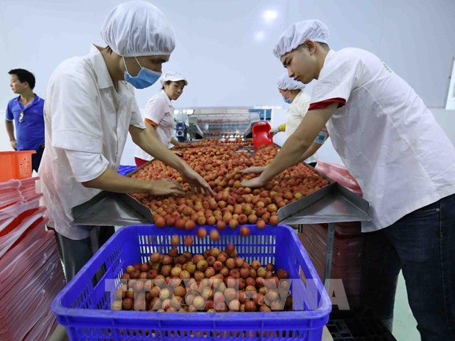 Xuất khẩu nông sản Việt - Bài 2: Tận dụng tối đa cơ hội