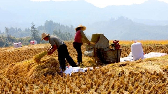 Thiên tai hoành hành, giá cả leo thang, Trung Quốc nguy cơ khủng hoảng lương thực?