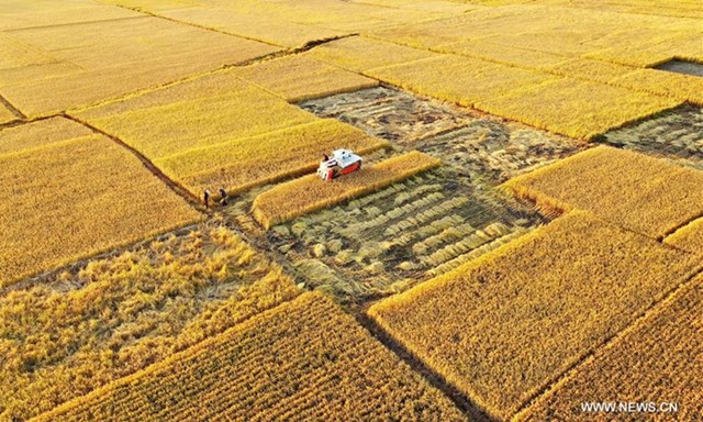 Những hình ảnh cánh đồng lúa rộng mênh mông ở tỉnh Hà Bắc (Trung Quốc)