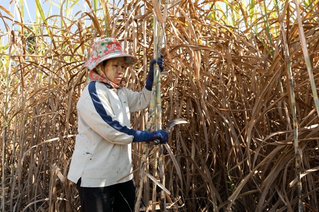 Thái Lan đang làm gì để bảo hộ ngành mía đường?