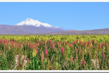 Peru trở thành quốc gia sản xuất hạt diêm mạch lớn nhất thế giới