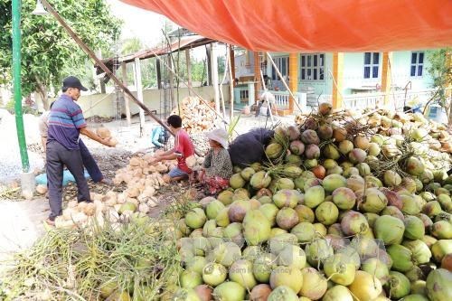 Giá dừa khô tiếp tục tăng cao