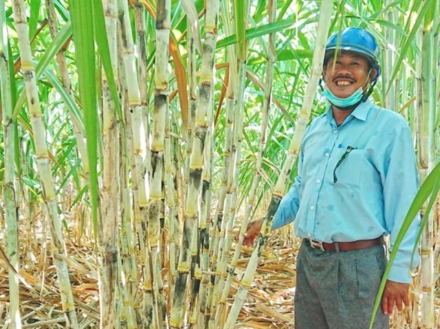 Đường nhập từ Thái Lan giảm 75%, nông dân Việt Nam mở rộng diện tích trồng mía