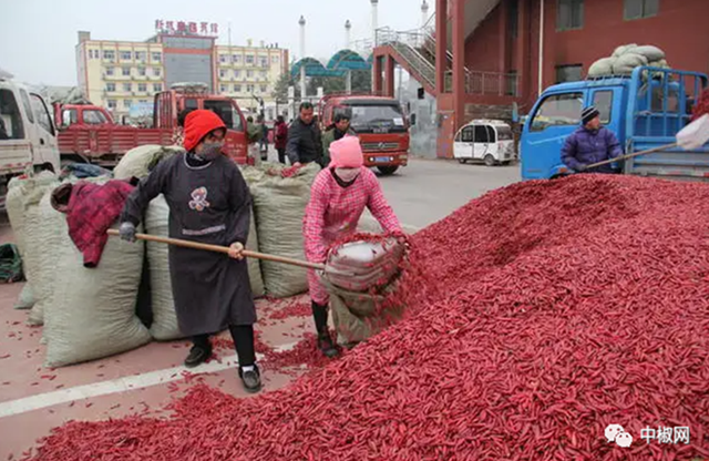 Tiêu thụ ớt ở Trung Quốc gặp khó khăn do dịch Covid-19