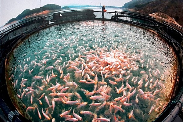 Sản phẩm cá OCOP từ hồ Thác Bà - trụ cột ngành thủy sản của tỉnh miền núi Yên Bái