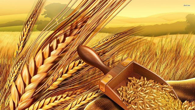 Báo cáo của IGC về thị trường ngũ cốc thế giới