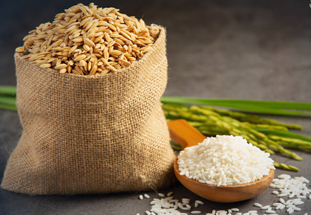 USDA dự báo sản lượng - tiêu thụ - tồn trữ gạo thế giới (báo cáo tháng 12/2022)