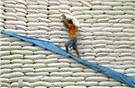 Bangladesh mở thầu để nhập khẩu 50.000 tấn gạo