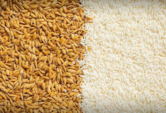 USDA dự báo sản lượng - tiêu thụ - tồn trữ gạo thế giới (báo cáo tháng 5/2023)