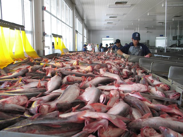 Trung Quốc nhập khẩu miễn thuế đối với cá tra, cá basa Việt Nam