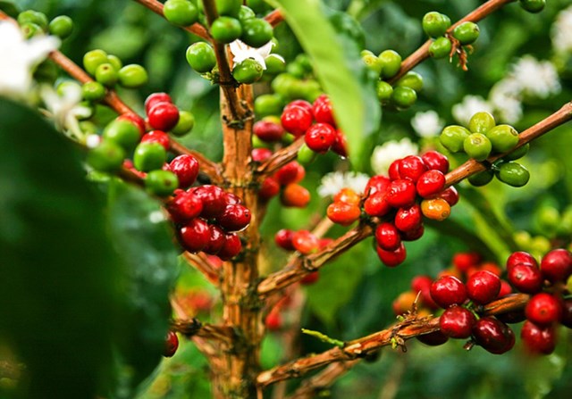 Báo cáo của USDA về thị trường cà phê Indonesia