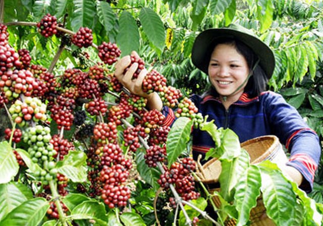 Đức tiêu thụ mạnh cà phê Việt