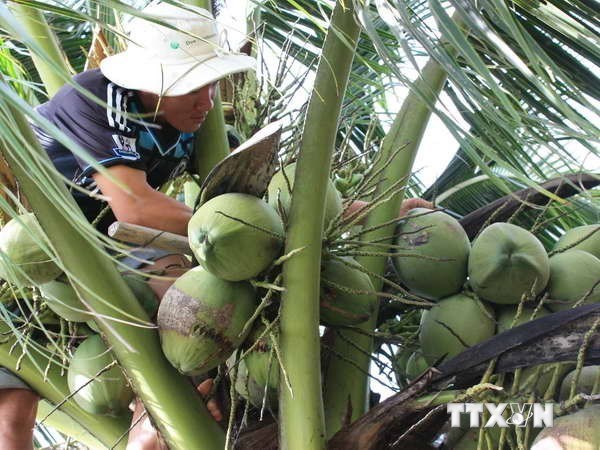 Ra mắt cuốn cẩm nang nâng cao giá trị sản phẩm dừa Việt Nam