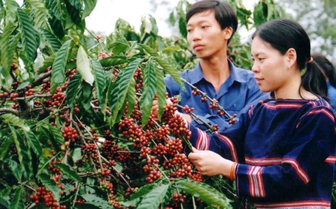 Báo cáo của USDA về thị trường cà phê Việt Nam