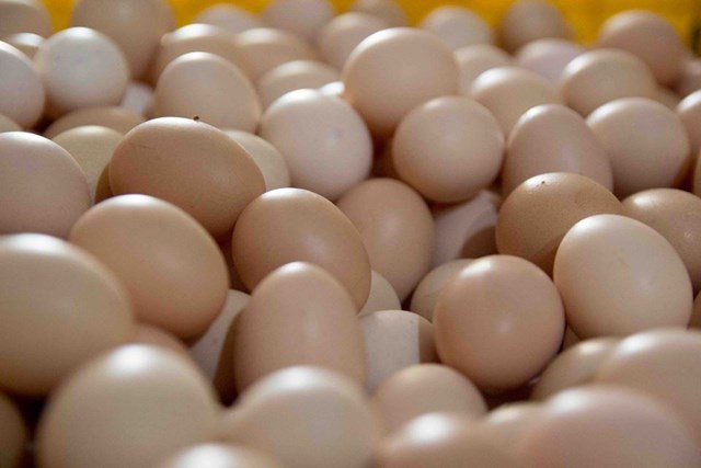 Giá trứng gia cầm tăng trở lại trong tháng 8