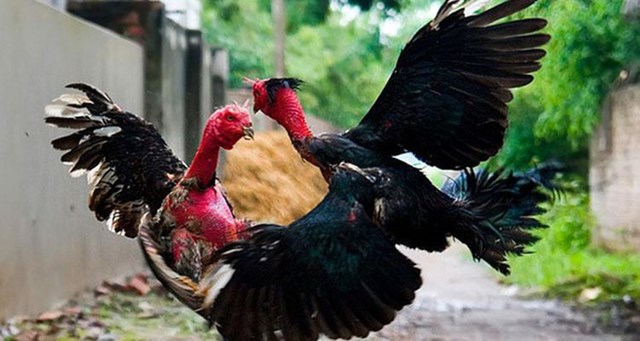 Năm Đinh Dậu, lần đầu tiên con gà của Việt Nam có thể sẽ bước ra thế giới