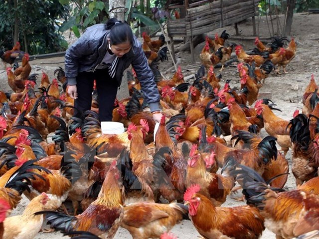 Phát động chương trình “Sản phẩm vàng chăn nuôi gia cầm Việt Nam 2016”
