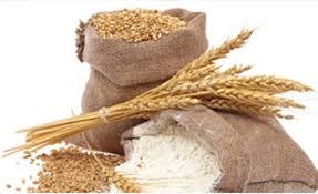 Triển vọng xuất khẩu lúa mì của Pháp giảm do ảnh hưởng của thời tiết