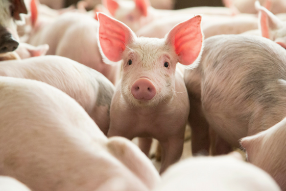 Trung Quốc kêu gọi ngành chăn nuôi lợn đảm bảo nguồn cung ổn định